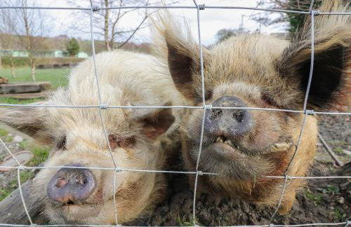 Y Felin - Moana - Foto 19