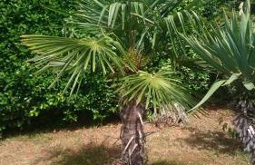 Apartmani Škrnjug - Photo 17