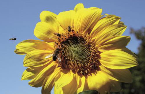 Ferienhof Jepsen - Foto 32