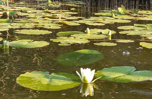 Domki i Apartamenty Wieleń - Foto 77