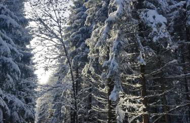 Gasthaus Piesau - Thüringer Wald - Rennsteig - Foto 67