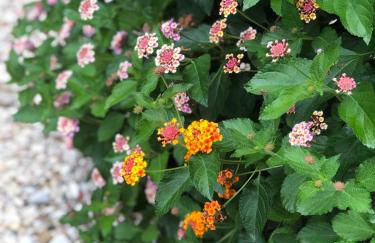 Shell House, Casa con ampio giardino a 100m dal mare - Photo 13