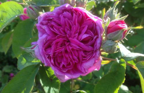 Haus Friedrichsen - Photo 15