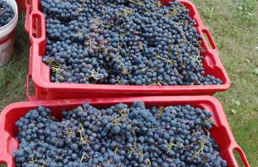 Agriturismo Mirasole - Foto 33