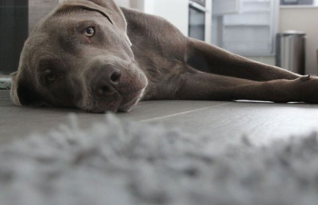 Holiday Apartment Ponywiese - Foto 12