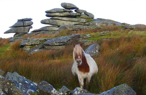 Cargibbitt Annexe - Foto 34