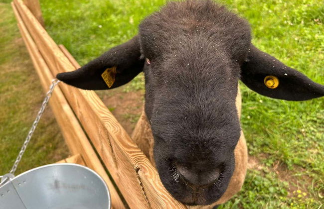 Visita a un allevamento di api con degustazione di miele - Foto 8