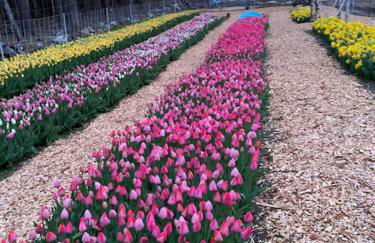 Luxury Farm Stay-Bonds Corner Bungalow-Wolf Pine Hollow - Foto 26