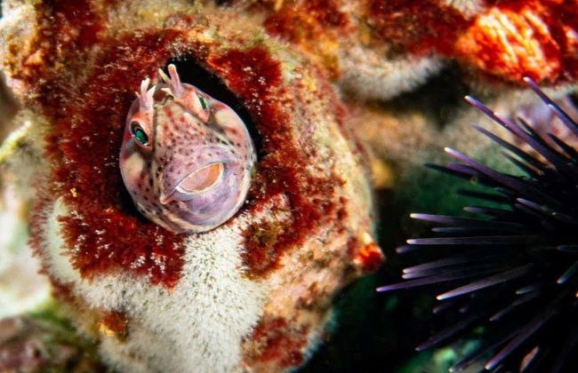 Diving in San Bartolo - Foto 7