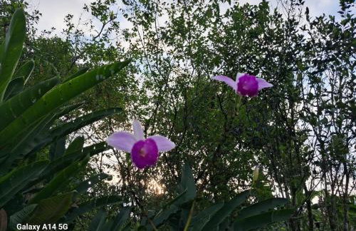 Casa Natureza - Foto 21