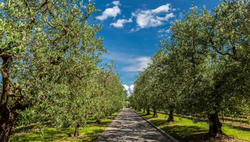 Quercia Belvedere Relais - Foto 2, Garden