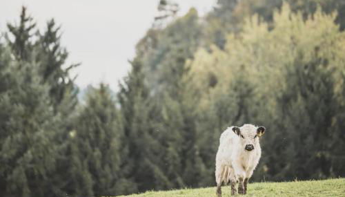 Garnecker Galloways - Foto 5