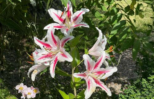 Ostseeschwimmerin - Foto 18