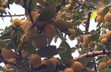 Charmante petite Villa sur Deauville Trouville-sur-Mer - Photo 31