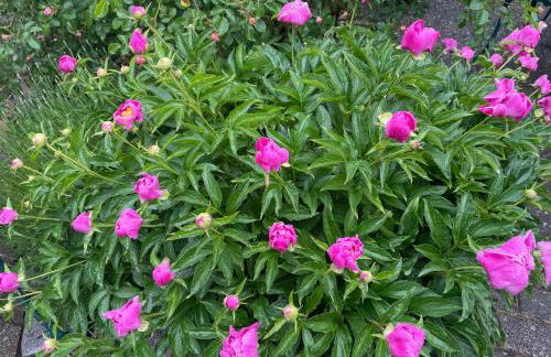 An der Heide. - Foto 46