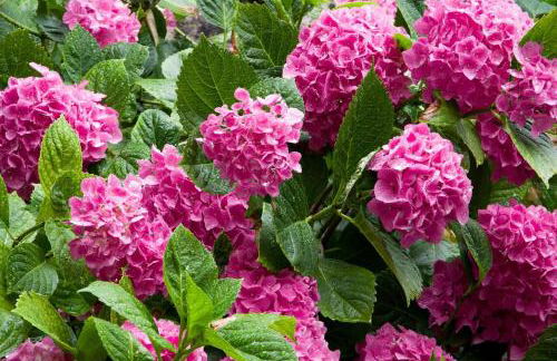 la Fadette - Foto 24