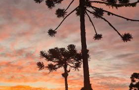 Cabana Alpaca - Banheira, Lareira e Tranquilidade - Foto 26