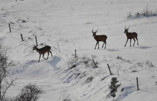 Chalet Rouge Sorbier - Foto 13