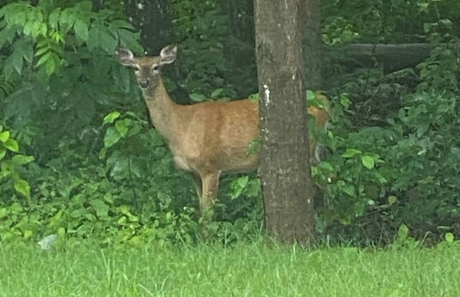Le Ptit Canada Escape - Foto 14
