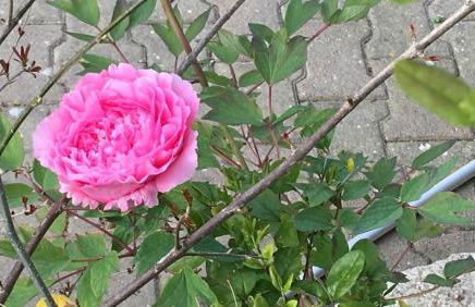 La Cartagène - charmant appartement entouré de nature - Photo 16
