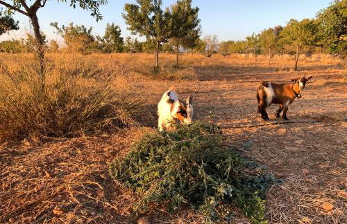 Blue Door Mallorca - Foto 24