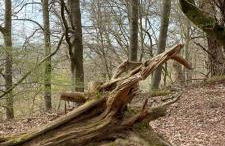 Froschkönig mit Teichblick - Photo 21