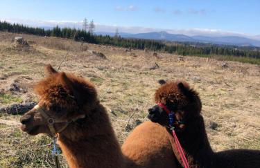 Alpaka Haus Sanssouci Tanne Oberharz - Foto 18