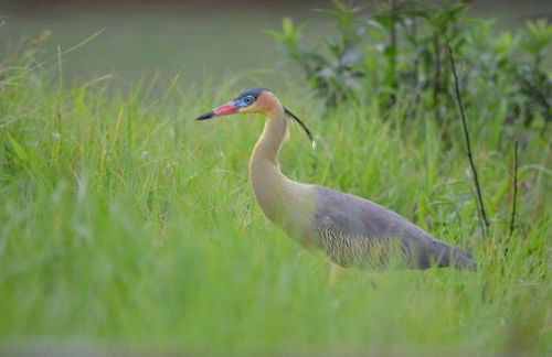 Casa poesia vista maravilhosa em Gonçalves-MG - Foto 43