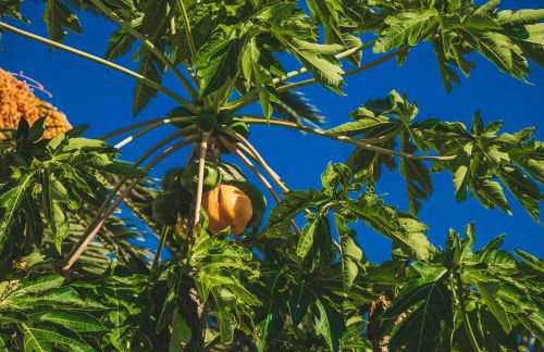 Slowing Villas - Villa Âncora - Foto 11