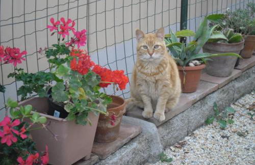 Appartamenti Claudia Rio - Foto 50