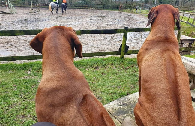 Beautiful 1-bed Apartment in Wareham,dorset - Foto 31