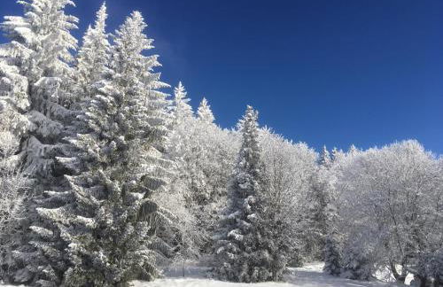 Komfortable Wohnungen und Studio in Sankt Englmar - Foto 45