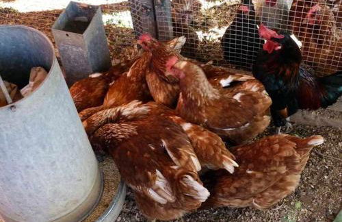 L'Era de Cal Roger - Foto 133