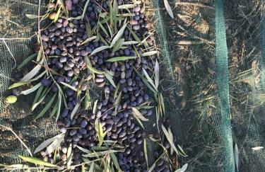 Agriturismo Il Sorbino - Appartamento da Cocca - Foto 15