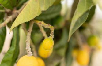 Elpida's country house - Foto 34