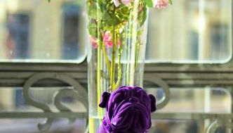 Purple Dog Suites - Foto 4