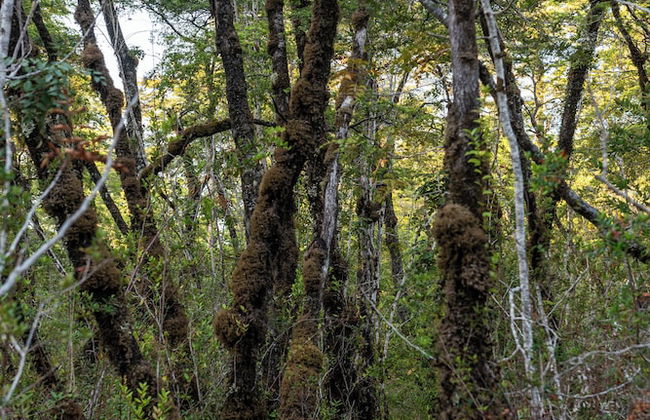 Carintia Cabins - Foto 14