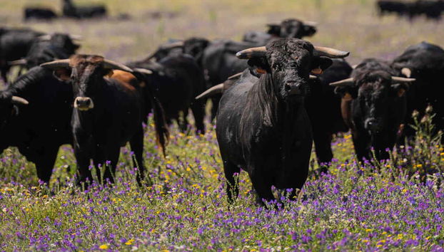 Tour del toro en 4x4 por los Llanos de Olivenza - Photo 4