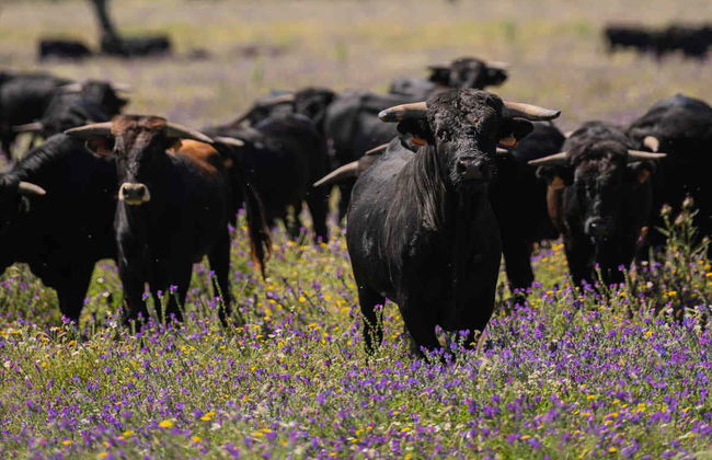 Tour del toro en 4x4 por los Llanos de Olivenza - Photo 4