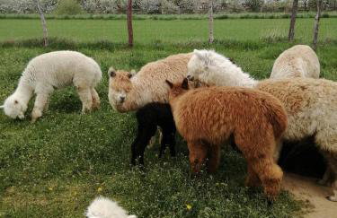 Alpaka-Ranczo AFF - Foto 22