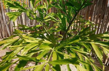 Côco Verde - Pousada Icaraí Kite Village - Foto 16