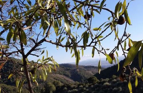 Molino Mairena - Foto 31