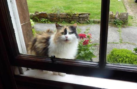 Kinneil Self Catering - Photo 20