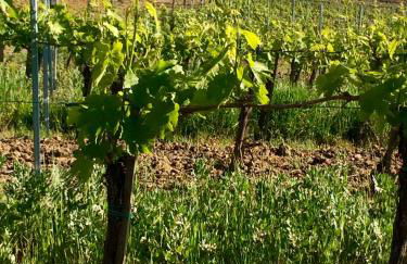 Agriturismo San Gregorio - Foto 30