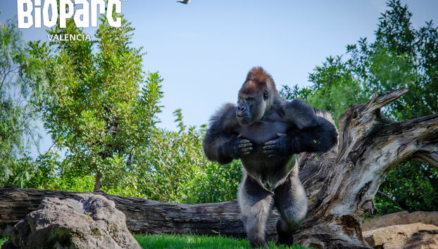 Bioparc Valencia - Foto 2