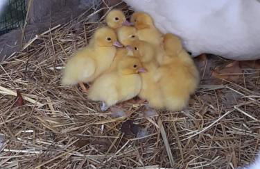 Studio au bord de l'étang - Foto 15