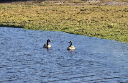 Luxury Welsh wooden cabin - Foto 61