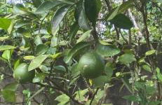 Chácara Gomes - Caiubura - Bertioga - Foto 51