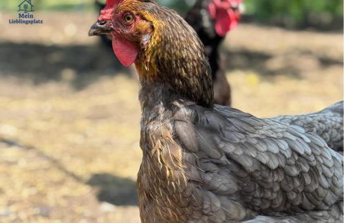 Wintertraum in Damm - 70 qm Wellness & Wohlfühl-Atmosphäre - Foto 24