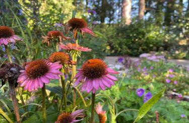 Loh Apartments - Wald.Natur.Ruhe. - Foto 14